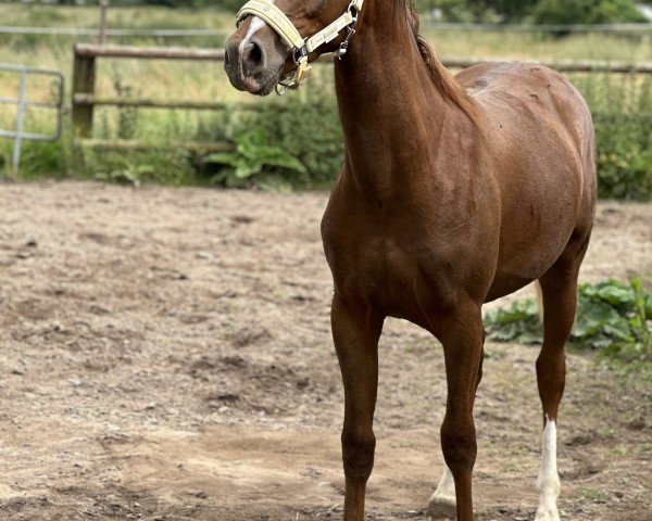 horse Mr. Schröder (German Riding Pony, 2023, from Mariano) horse Mr. Schröder (German Riding Pony, 2023, from Mariano)