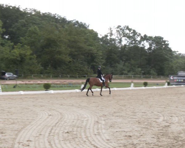 Reitturnier Heiligenwald 2024