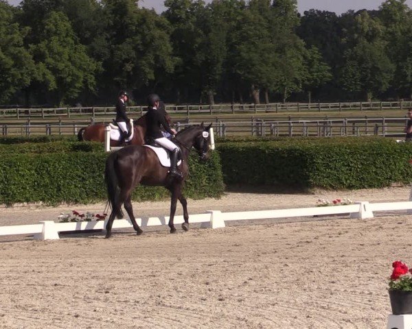 Reitturnier Neustadt/Dosse 2024