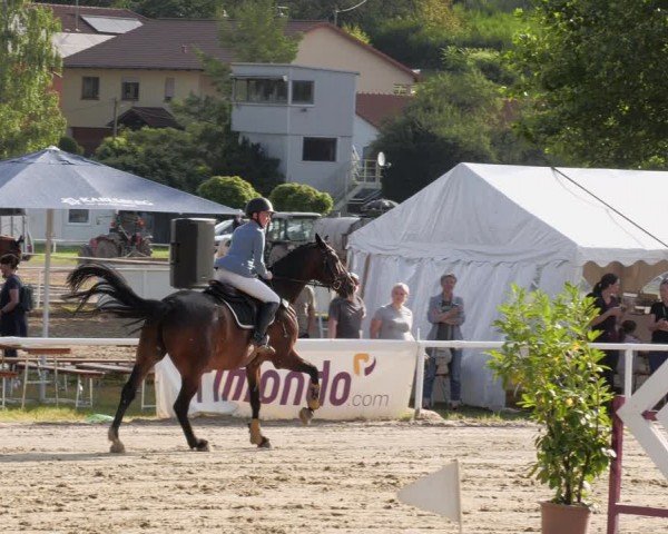 Reitturnier Heiligenwald 2024