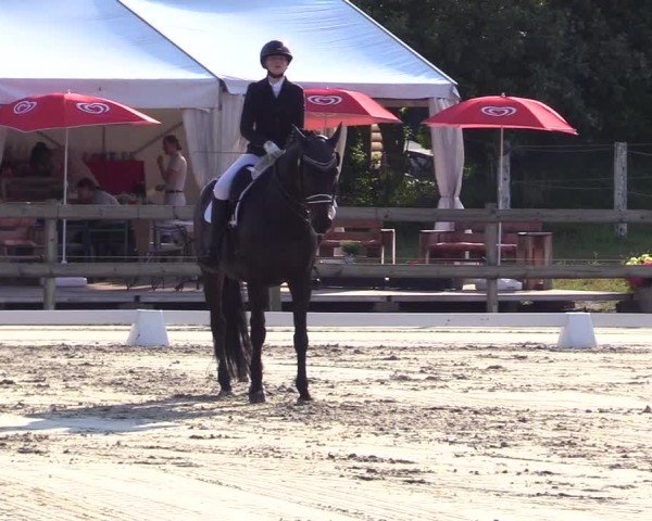 Looper Holzer Dressurfestival 2024
