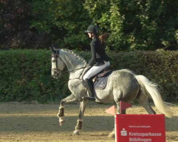 Reitturnier Böblingen 2021