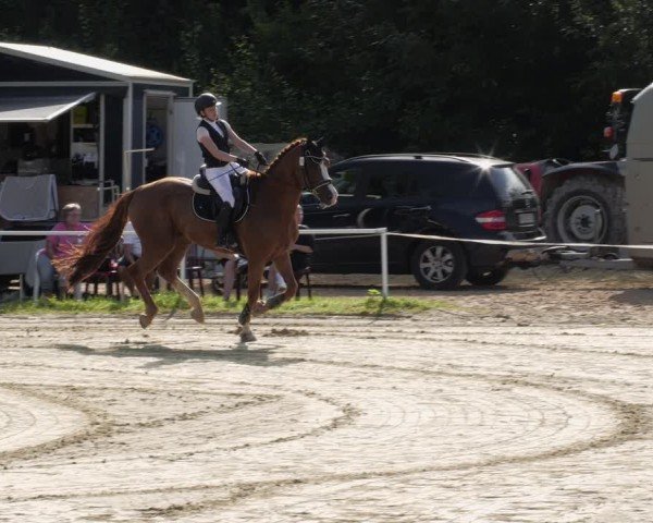 Reitturnier Heiligenwald 2024