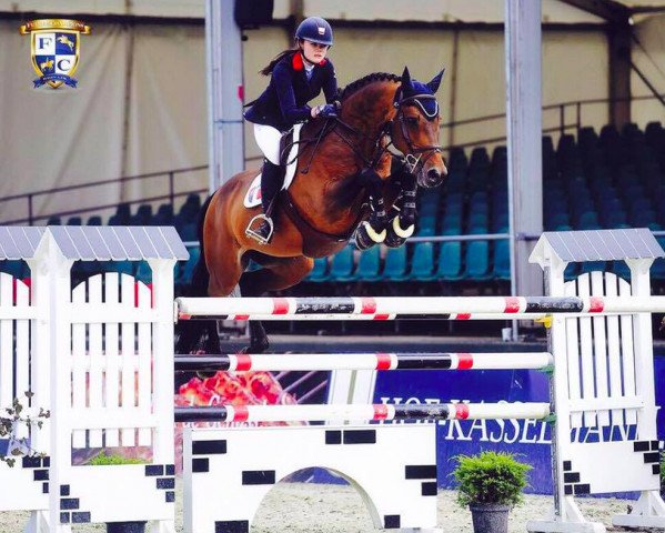 Springpferd Caruno (KWPN (Niederländisches Warmblut), 2007, von Numero Uno)