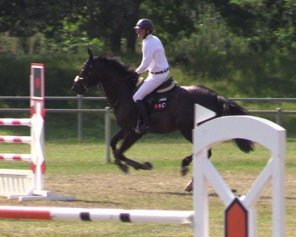 Reitturnier Gardelegen 2024