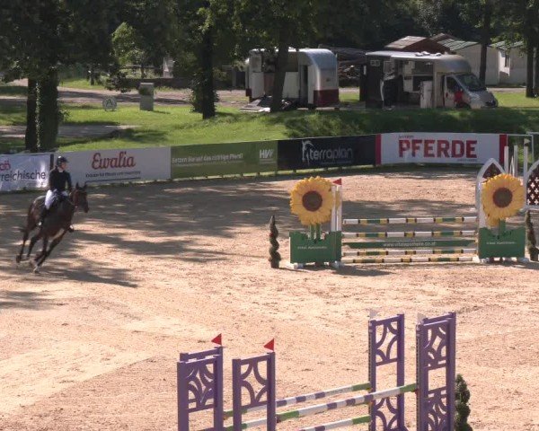 Reitturnier Stadl-Paura 2024