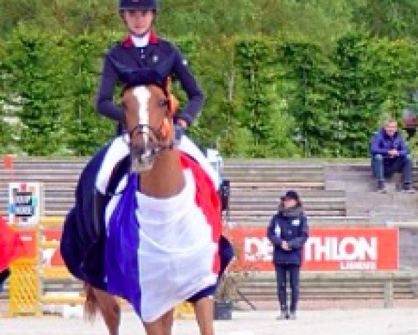 jumper Rhum de Liam (Selle Français, 2005, from Quaprice Z)