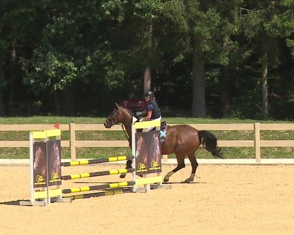 Reitturnier Tiefenhof/Opf. 2024