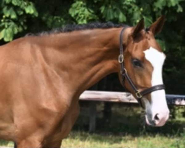 jumper Zolanda 3 (Oldenburg show jumper, 2020, from Zirocco Blue)