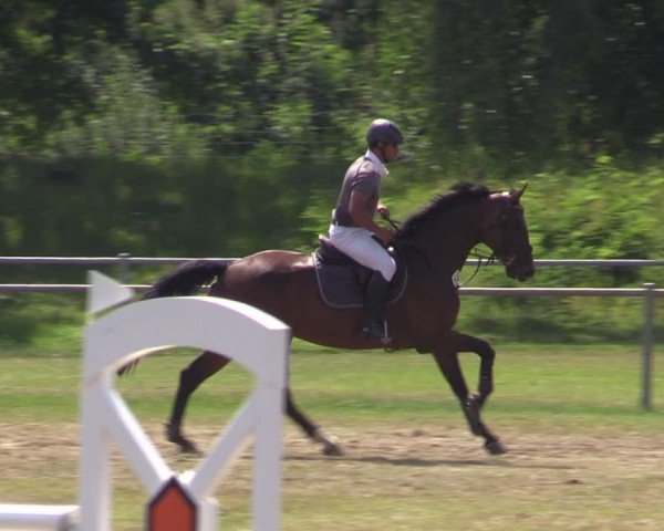 Reitturnier Gardelegen 2024