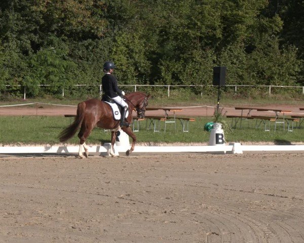Reitturnier Heiligenwald 2024