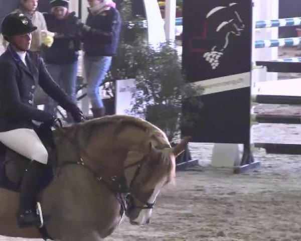 Nationales Hallenspringturnier Sauldorf- Boll 2013