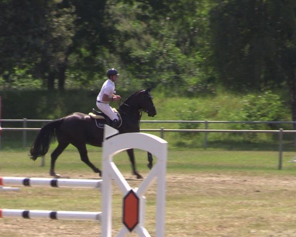 Reitturnier Gardelegen 2024