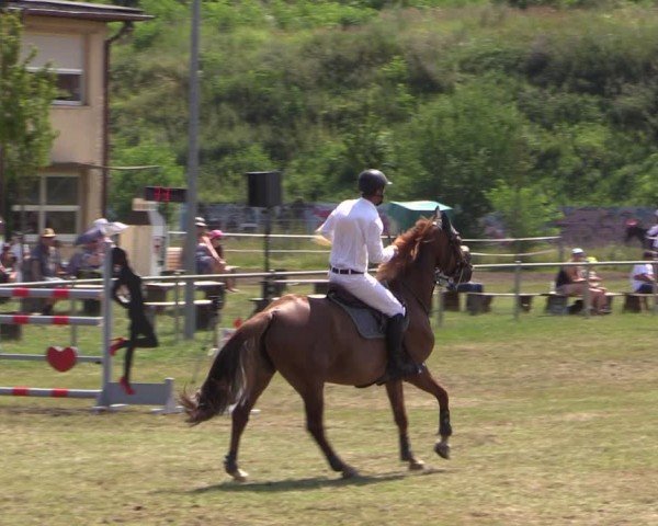 Reitturnier Gardelegen 2024