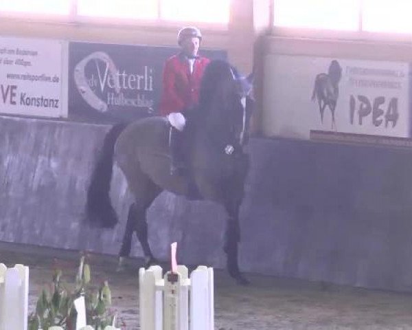 Nationales Hallenspringturnier Sauldorf- Boll 2013