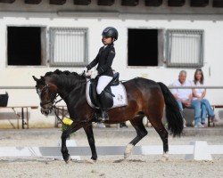 dressage horse Brennabor Melody (Welsh, 2007, from Flower Midnight)
