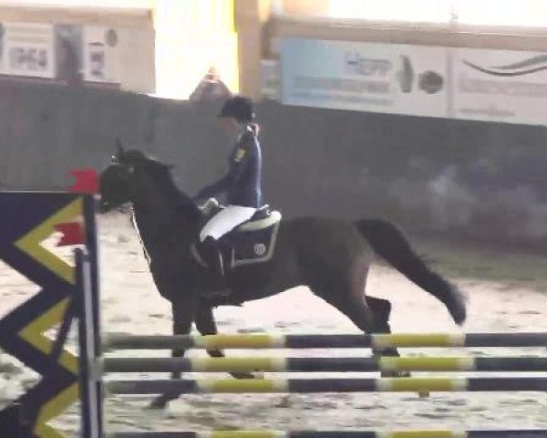 Nationales Hallenspringturnier Sauldorf- Boll 2013