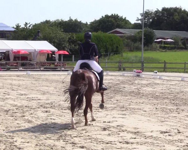 Looper Holzer Dressurfestival 2024