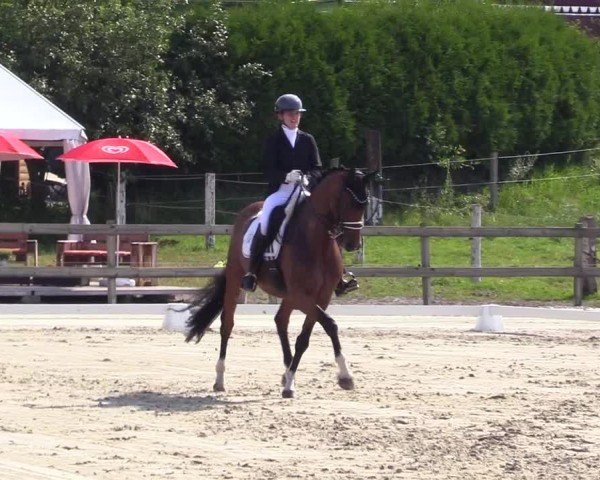 Looper Holzer Dressurfestival 2024