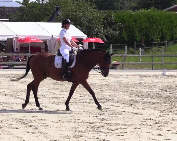 Looper Holzer Dressurfestival 2024