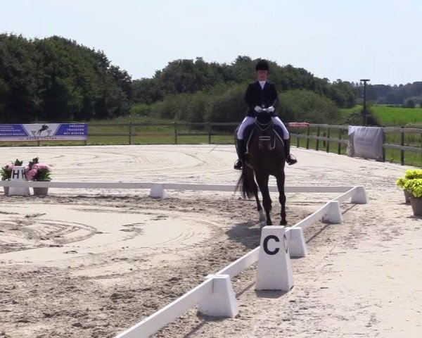 Looper Holzer Dressurfestival 2024