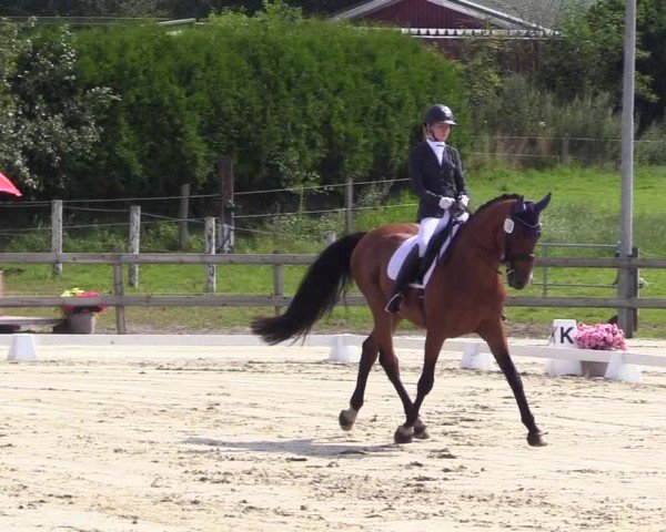 Looper Holzer Dressurfestival 2024