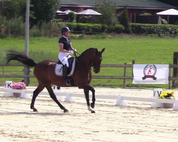 Looper Holzer Dressurfestival 2024