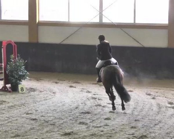 Nationales Hallenspringturnier Sauldorf- Boll 2013