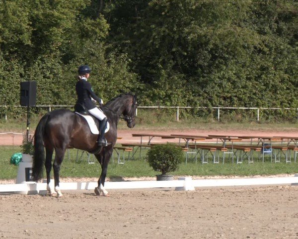 Reitturnier Heiligenwald 2024