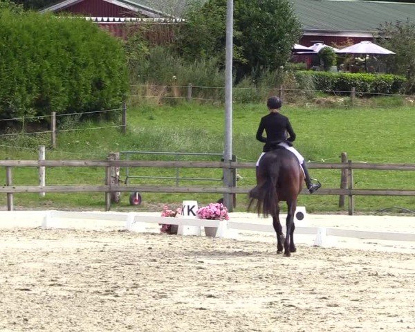 Looper Holzer Dressurfestival 2024
