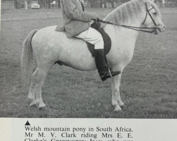 horse Gredington Ifan (Welsh mountain pony (SEK.A), 1954, from Coed Coch Madog)