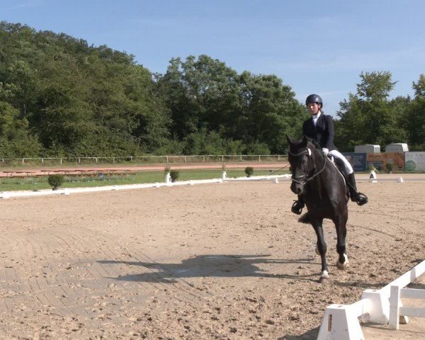 Reitturnier Heiligenwald 2024