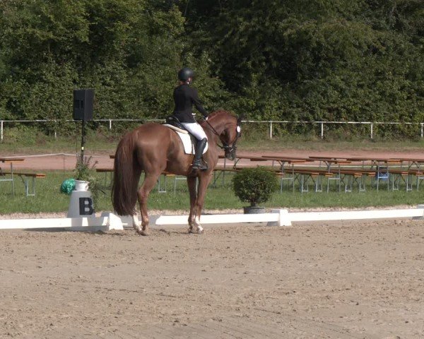 Reitturnier Heiligenwald 2024