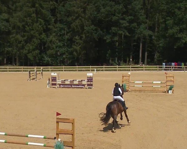 Reitturnier Tiefenhof/Opf. 2024