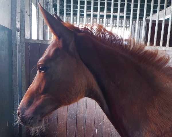 horse Bonne Amie (Westphalian, 2024, from Bon Courage 4)
