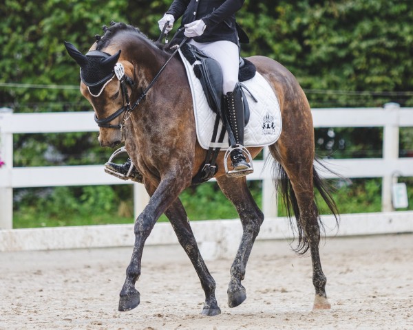 Dressurpferd Call Me Panda (Deutsches Reitpony, 2020, von Top Champion) Dressurpferd Call Me Panda (Deutsches Reitpony, 2020, von Top Champion)
