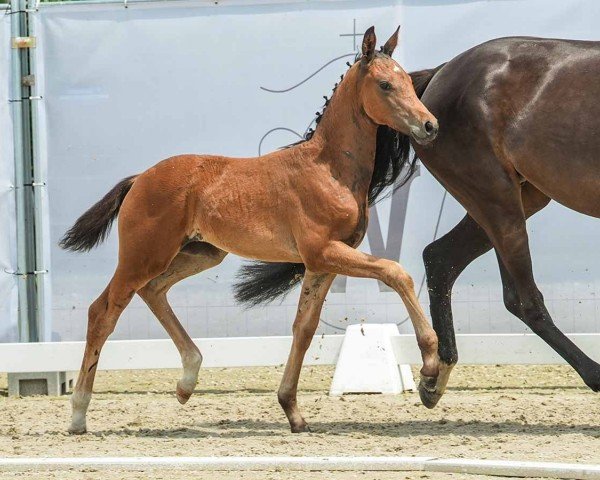 horse Stute von For Gold / Dante Weltino (Westphalian, 2024, from For Gold OLD)