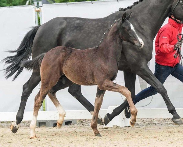 horse Tainted Love (Westphalian, 2024, from Total Hope OLD)