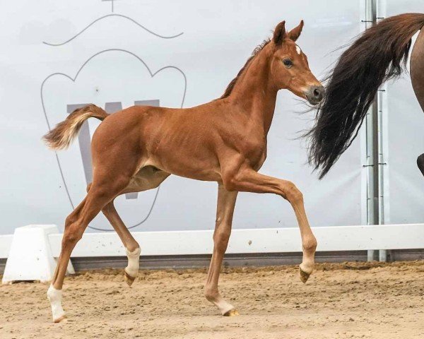 horse Best Destiny (Westphalian, 2024, from Bon Esprit)