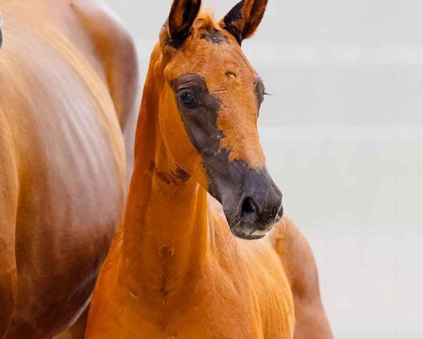horse Bengalo (Hanoverian, 2024, from Bonds)