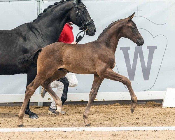 Pferd Grimaldo (Westfale, 2024, von Glamdale WP NRW)