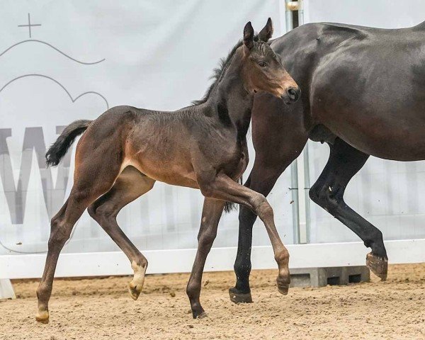 horse Dancing Queen (Westphalian, 2024, from Diamantenglanz)