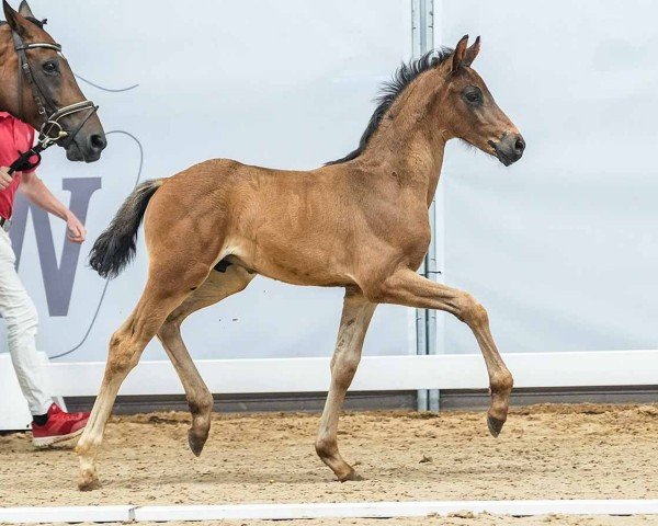 horse Hengst von Diamantenglanz / Fiorano (Westphalian, 2024, from Diamantenglanz)