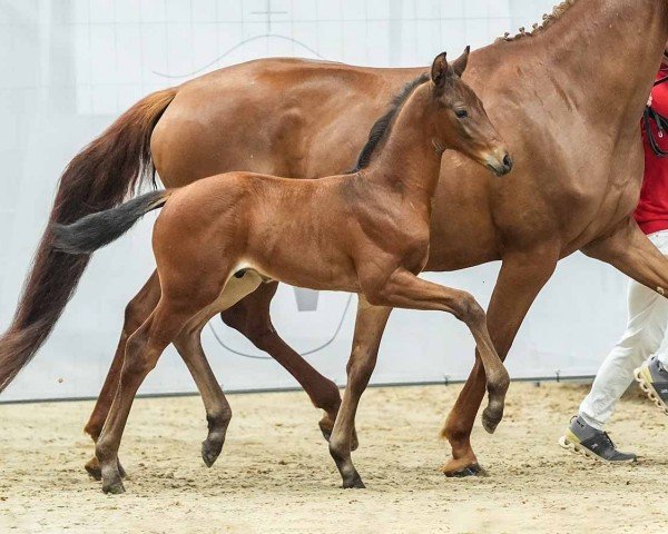 Pferd Forever Young (Westfale, 2024, von Fynch Hatton)
