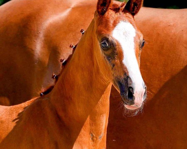 horse Valldemossa (Hanoverian, 2024, from V-Power)
