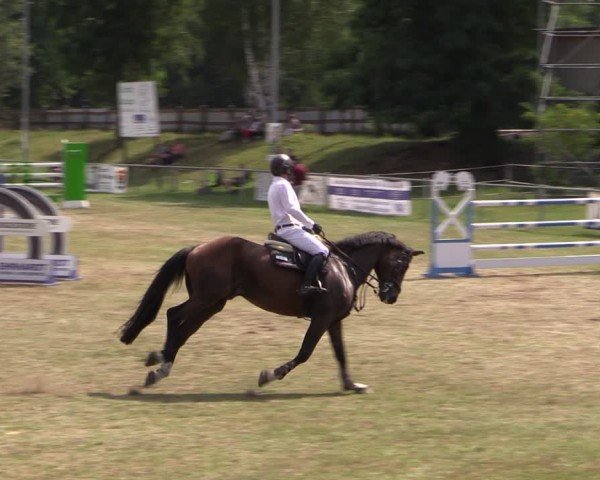 Reitturnier Gardelegen 2024