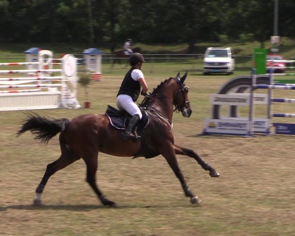 Reitturnier Gardelegen 2024