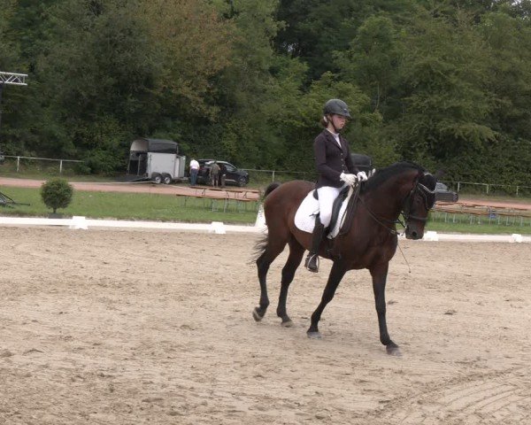 Reitturnier Heiligenwald 2024