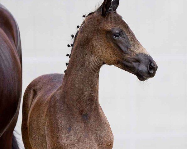 Pferd Dancing Queen (Hannoveraner, 2024, von Despacito 16)