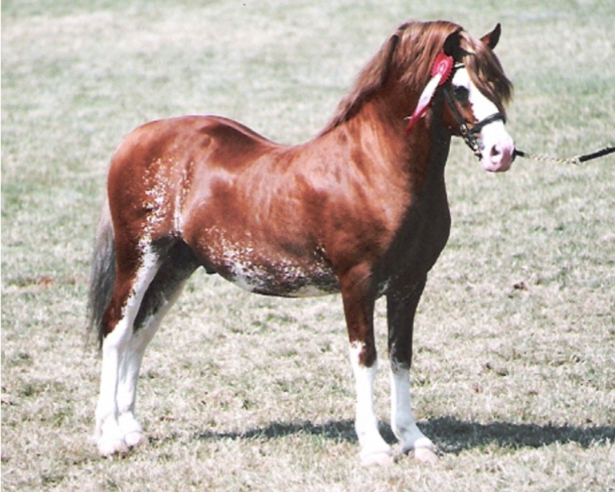 Deckhengst Gellihaf Brenin (Welsh-Cob (Sek. C), 1994, von Poundy Brenin)